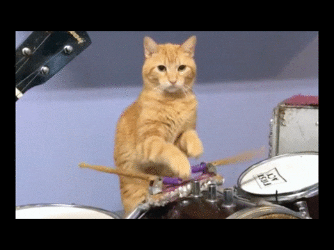 Cat doing a drumroll